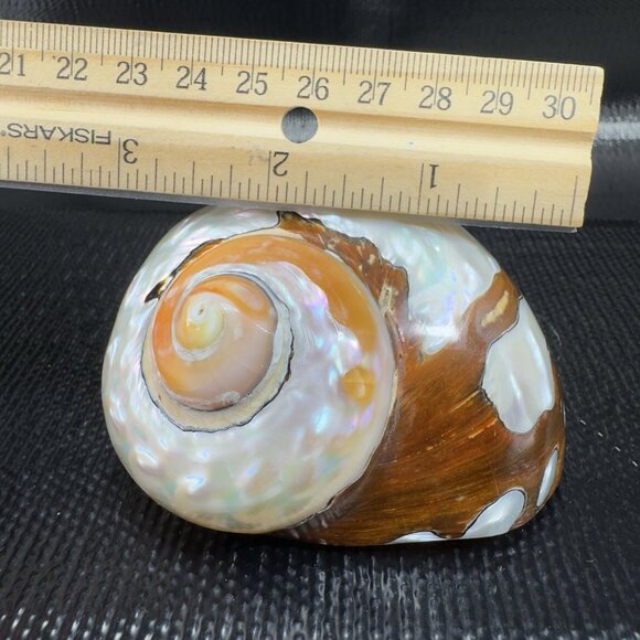 Natural Abalone Shell Iridescent Smooth African Turban Seashell Turbo Sarmaticus - Picture 2 of 13